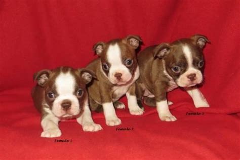 Boston terrier puppies go through different stages on their way to adulthood. AKC Boston Terrier Puppies - Unique Liver/White and Red Brindle/White for Sale in Charlotte ...