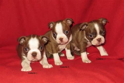 So very sorry, we have no. AKC Boston Terrier Puppies - Unique Liver/White and Red ...