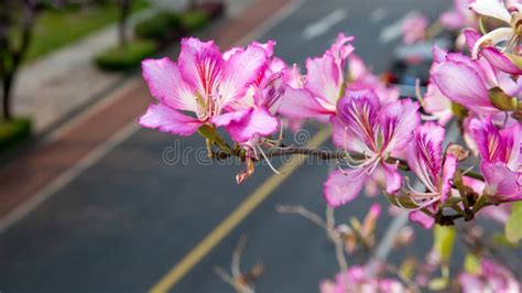 855 Guangxi Flower Stock Photos Free And Royalty Free Stock Photos From