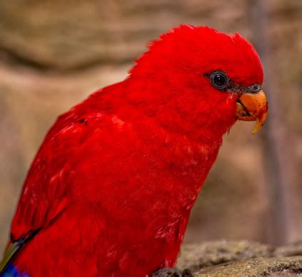 | meaning, pronunciation, translations and examples. Lories vs. Lorikeets - Parrot Universe