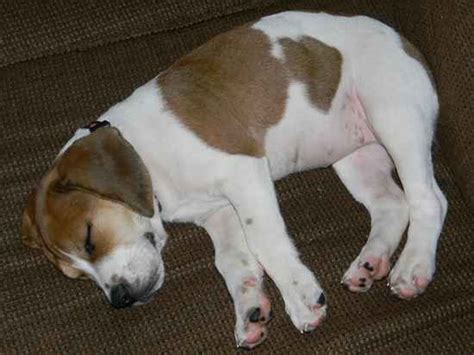 Training and exercise for beagle pit mix. Beagle Bull (Pit Bull-Beagle Mix) Info, Puppies, Pictures