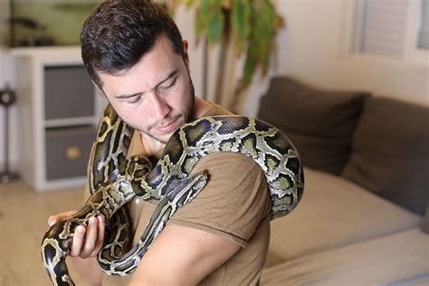 Can You Keep A Burmese Python As A Pet