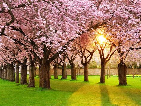 15 Most Beautiful Places To See Cherry Blossoms With Images Most