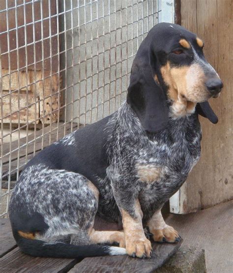 Basset Bleu De Gascogne Temperament Lifespan Shedding Puppy