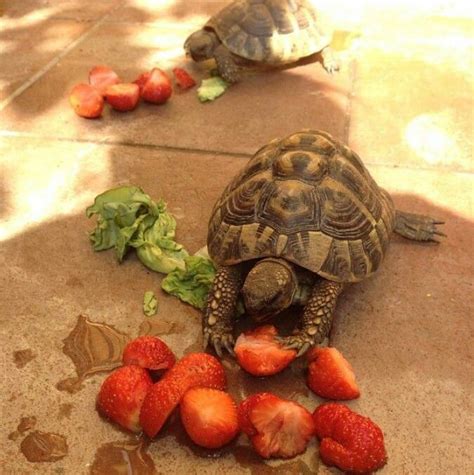 What To Feed Your Tortoise To Keep Them Healthy Tortoise Habitat Pet