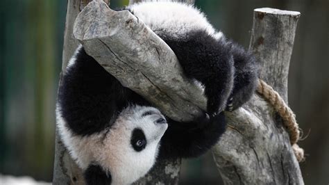 Giant Pandas No Longer Endangered Still Considered Vulnerable Nbc