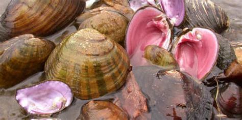 Freshwater Clams Characterisctics Reproduction Behavior And More