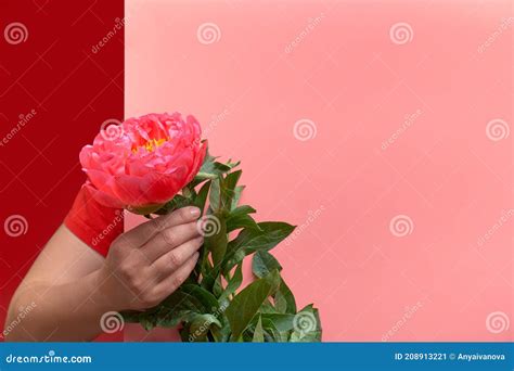 Female Woman Hand Holding Single Pink Peony Flower from Behind Paper