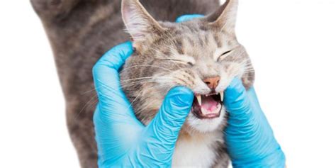 Cat Bleeding From Mouth Causes Treatment And Prevention Maehoncom