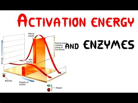 It is lower if the reaction is catalyzed. Activation energy and Enzymes (Animation) - YouTube