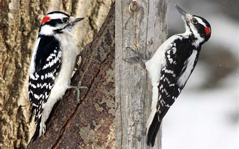 Whats The Difference Downy Woodpeckers Vs Hairy Woodpeckers