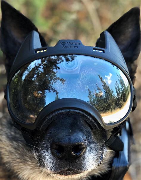 These Camera Equipped Dog Goggles Keep Special Forces Canines Connected