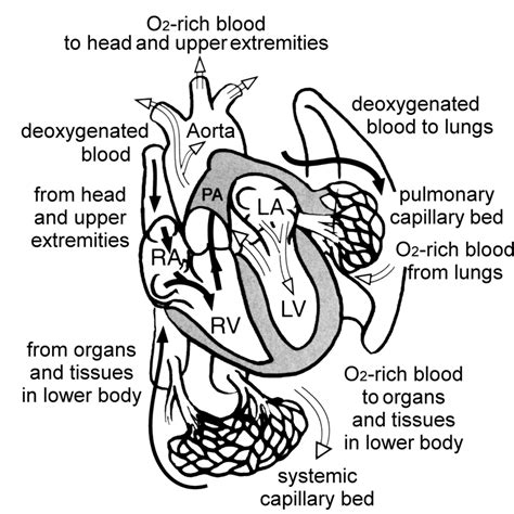 11 Schema Of The Direction Of Blood Flow Through The Cardiac Chambers