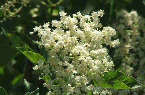 California Native Plantssan Diego Style Elderberry