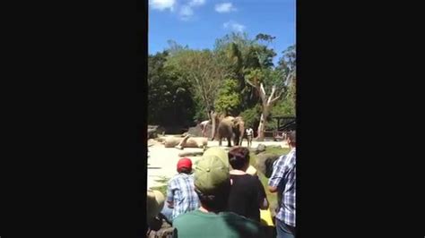 Elephant Roar Youtube