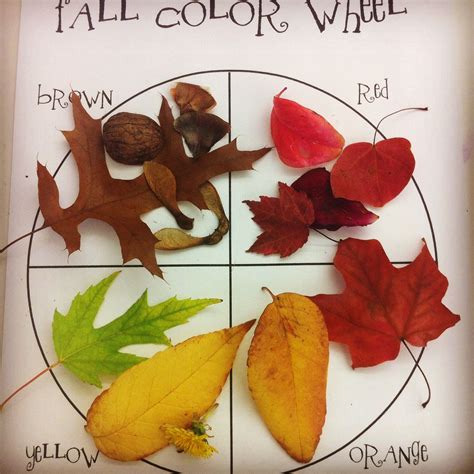 Color Wheel With Autumn Leaves And Seeds Created By Jen Oleson Nature
