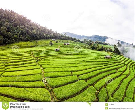 Rice Field In North Of Thailand. Editorial Photography - Image: 45384862