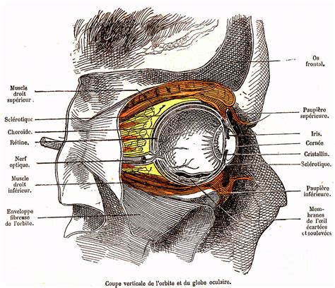 Eye Anatomy Photograph By Collection Abecasisscience Photo Library