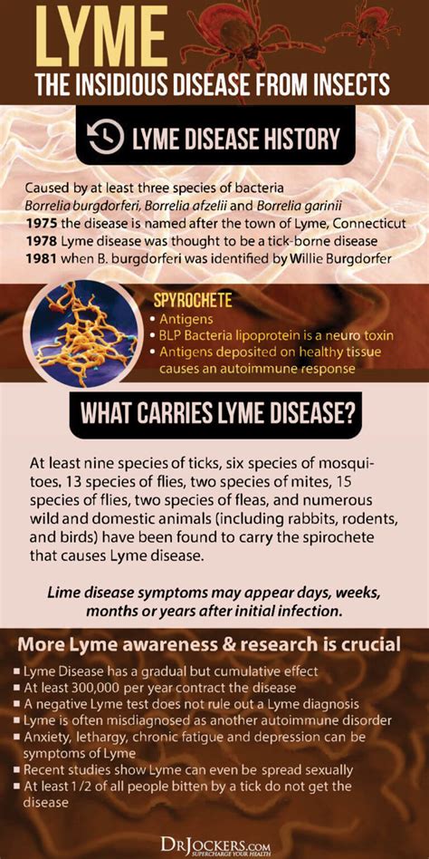 Natural Strategies To Overcome Lyme Disease