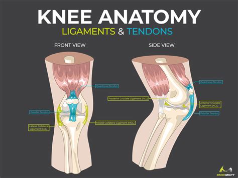 Knee Anatomy Diagram