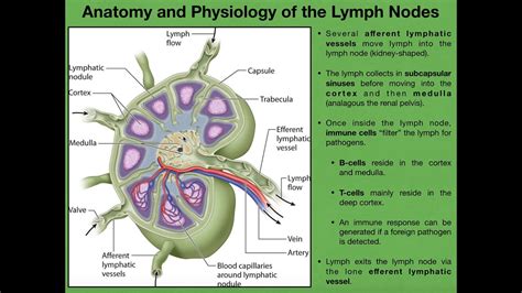 Anatomy And Physiology Of Lymph Nodes Youtube