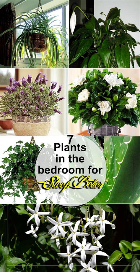 7 Plants In The Bedroom For Sleep Better Best Bedroom Plants