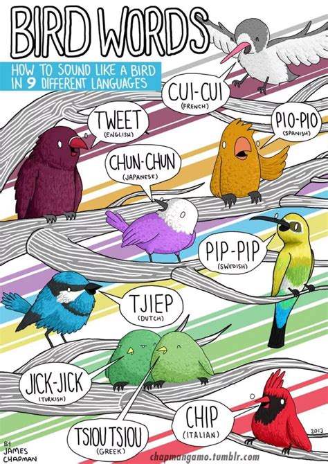 Bird Words 43 Smart Infographics On Words And Languages
