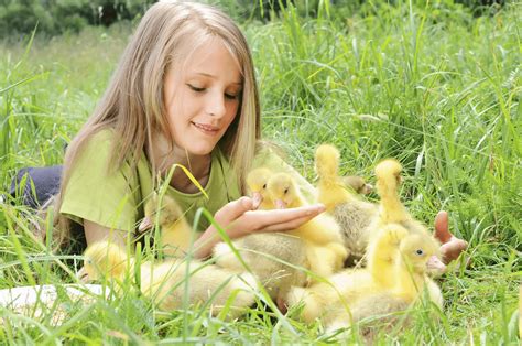 What To Feed My Baby Ducks Natures Best Organic Feeds