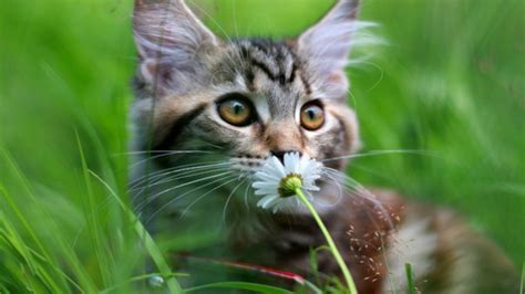 Blader door de 6.259 cats in flowers beschikbare stockfoto's en beelden, of begin een nieuwe zoekopdracht om meer stockfoto's en. Full HD Wallpaper cat cute flower blurry, Desktop ...