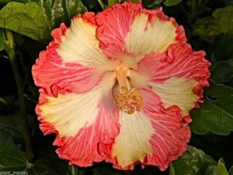 Tahitian Supernova Tropical Hibiscus Seeds X20 Free Ship Buy 2 Etsy
