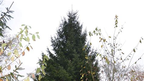 Die Schönsten Weihnachtsbaum Arten