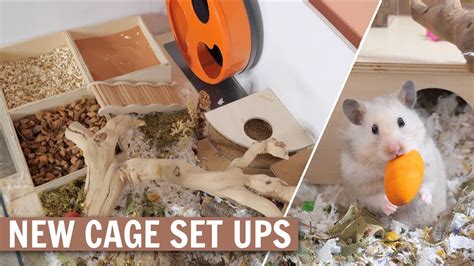 New Hamster Cage Set Ups Youtube