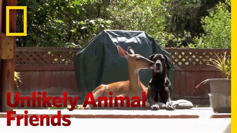 Unlikely Animal Friends Preview Youtube