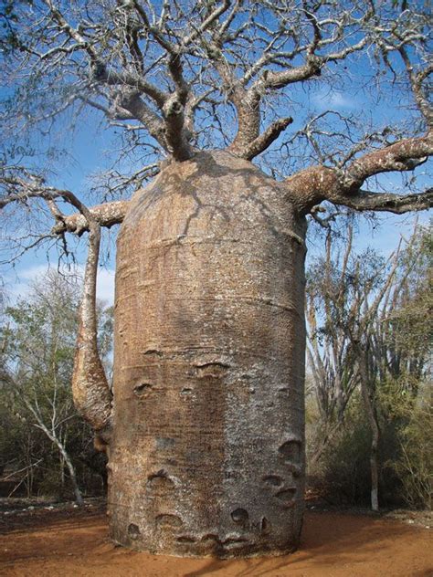 The Baobab Tree With Its Huge Trunk And Great Health Benefits Is Known