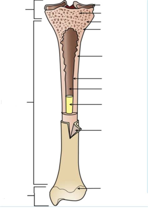 Diagram Long Bone Anatomy Diagram Quizlet