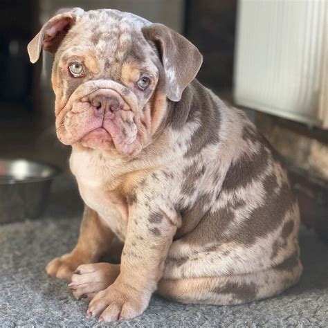 Rare English Bulldog Puppies For Sale Tanya Tanya