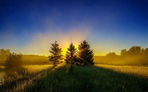 Hd Wallpaper Morning Sky Trees Dawn Early Fog Sunset Plant
