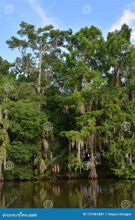 Cypress Trees Growing In The Bayou Draped In Spanish Moss Stock Image