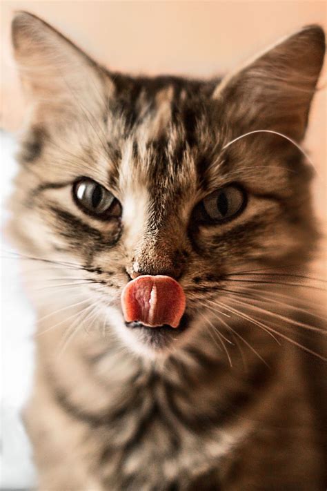 ¿sabías Estos 25 Datos Fascinantes Sobre Los Gatos La Cafeína De Sus