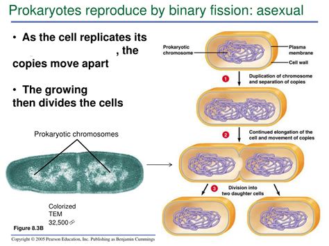 PPT Chapter Cell Growth Division And Reproduction PowerPoint