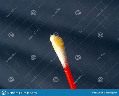 Dirty Brown Ear Wax Cotton Swab White Stick Macro Close Up Stock Image