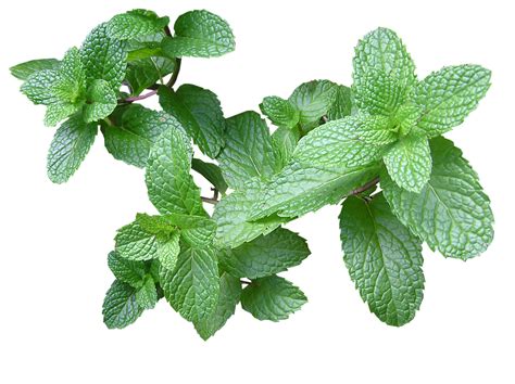 Mint Png Pictures Free Download Mint Leaves Pepermint Free