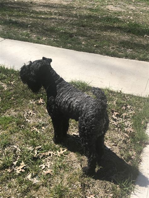 Shown here at 7 years old. Kerry Blue Terrier Puppies For Sale | Autumn Lane, Wayne ...