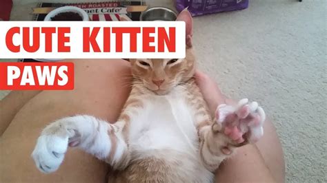 Kitten Paws So Cute Youll Die Cute Kitten Videos 2017 Cute Kitten