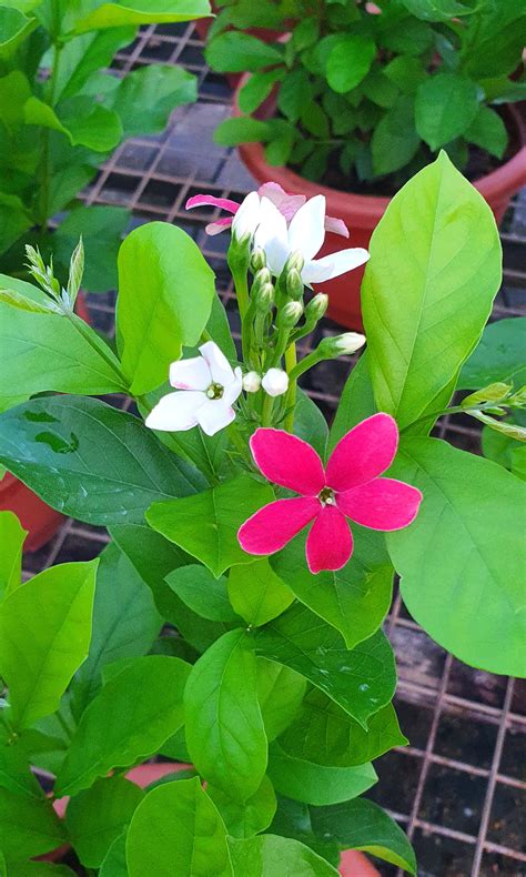 Flowering Plant Quisqualis Conferta Jack Exell Vientiane Creeper
