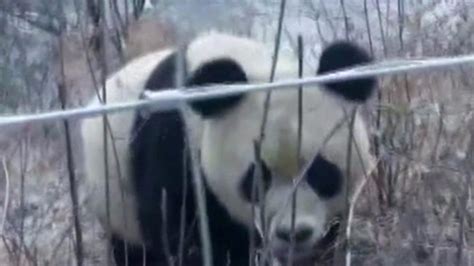 Wild Giant Panda Takes A Stroll Cbbc Newsround