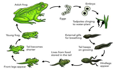 Some are young and some are old. The life cycle of a frog