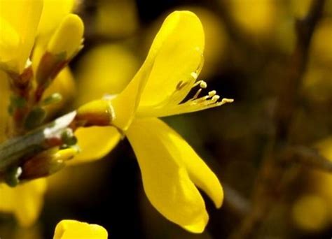 Plantes Del Nostre Entorn Arbustos Largelaga