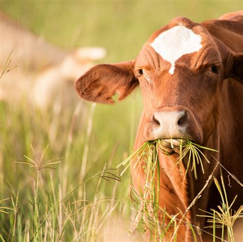 Why Grass Fed Milk Is Better — Nourish With Kristin