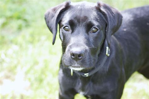 For a second i thought you had stolen my puppy. Chaz - Great Dane/Lab mix (2nd Foster) Found his Furever ...
